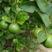 Citrus × aurantiifolia (Christm.) Swingle